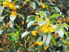 -上海置地广场(南京东路店)