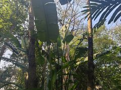 -中国科学院西双版纳热带植物园