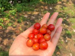 -樱桃山旅游景区