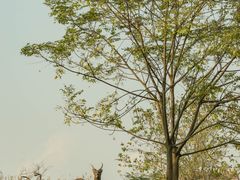 -良渚古城遗址公园
