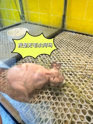 -神奇动物撸宠馆·羊驼·小浣熊·异宠(豫园店)
