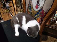 -more than meow吴止猫主题餐厅(承德 中船汇店)