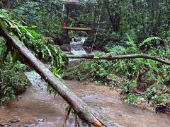 -莫里热带雨林景区