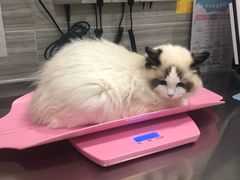 -瑞派名望志远动物医院·猫科·內科·异宠专科(直港大道店)
