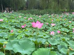 -莲花池公园