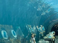 -海棠湾洲际-涛·海底餐厅·美人鱼·自助餐·海底隧道