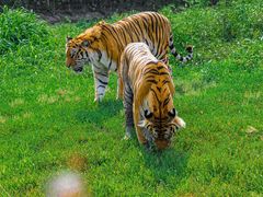 -沈阳森林动物园