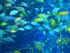 -太平洋海底世界