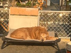 -殷姐糯米包油条