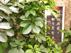 -No Cat 手碟