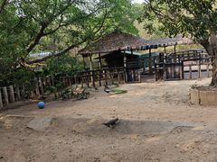 -深圳野生动物园
