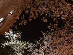 -武汉大学-樱园