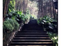 -铁山坪森林公园