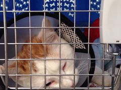 -佳怡动物医院·平价24小时·猫专科骨外科