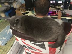 -猫大福·Fortune Cat猫舍(百子湾店)