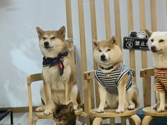 -柴迷FANS CLUB·柴犬狗咖·猫咖