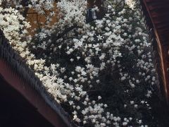 -龙华寺