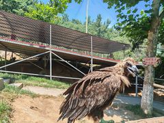 -西霞口神雕山野生动物世界