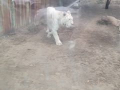 -新疆天山野生动物园