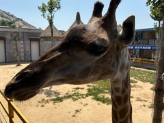 -西霞口神雕山野生动物世界