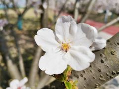 -幕燕滨江·长江观音景区