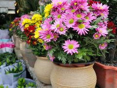 -桂林市花鸟市场