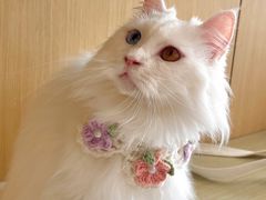 -飞行喵MR PILOT|猫舍·猫咖(静安大融城店)