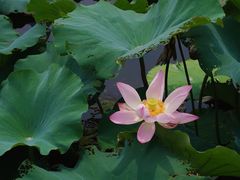 -荷塘月色湿地公园·向阳花洲