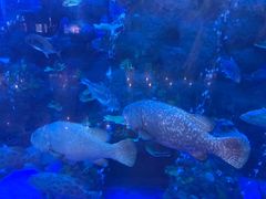 -成都浩海立方海洋公园