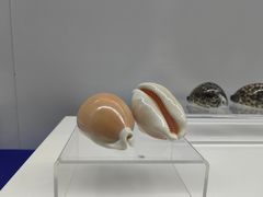 -贝壳王国博物馆