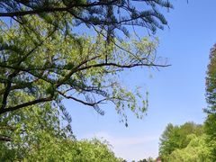 -上海共青森林公园