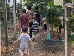 -马陆小张葡萄园农家乐