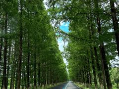 -黄海国家森林公园