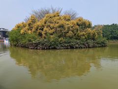 -大湾区中央湿地公园
