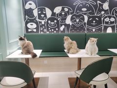 -安格丽娜·狗咖·猫咖羊驼咖(春熙路百盛商场店)