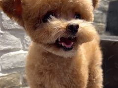 -帕帕拉兹宠物(亚洲旗舰店)