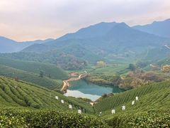-龙坞茶村
