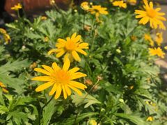 -茶理宜世(东方宝泰店)