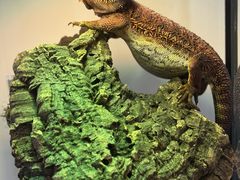 -酷以爬仙阁实体爬宠店·守宫·蜥蜴·专业繁育