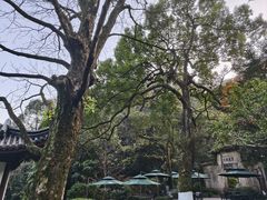 -十八棵（老龙井）御茶园(老龙井店)