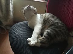 -绝城芋儿鸡(犀浦旗舰店)