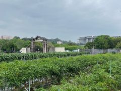 -长洲岛