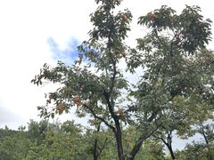 -红嫂家乡旅游区