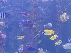 -太平洋海底世界