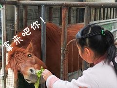 -洪湖家庭农场·团建·露营·会议