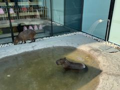 -廊坊固安福朋喜来登酒店