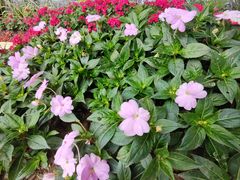 -郑州植物园