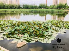 -前关湿地公园