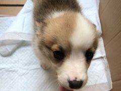 -熊小胖宠物生活馆(天华园店)