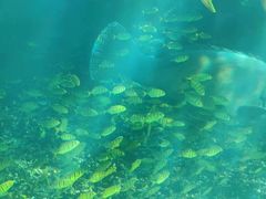 -海棠湾洲际-涛·海底餐厅·美人鱼·自助餐·海底隧道